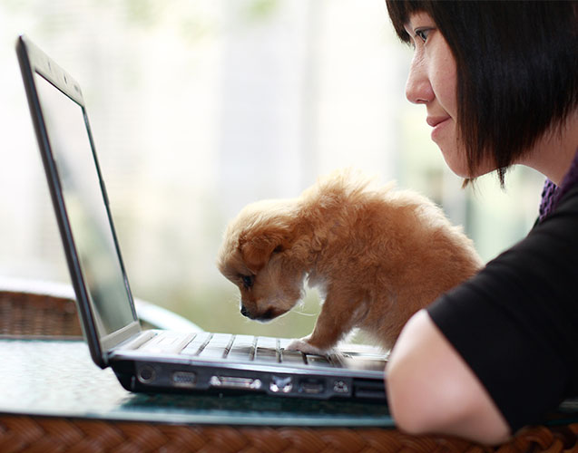 Online Courses, Puppy Training