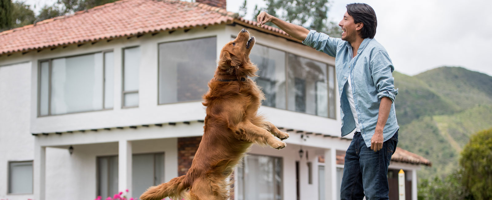 Dog training in your sales home